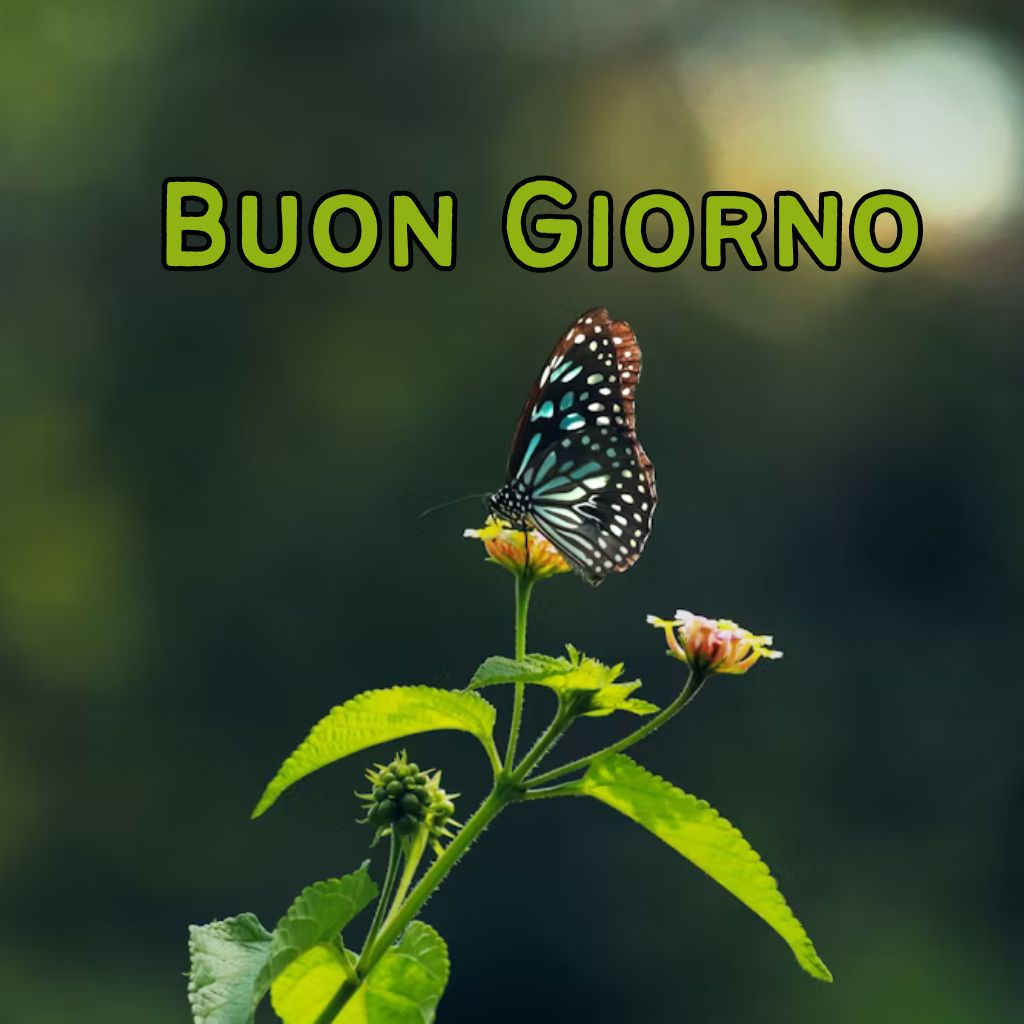 buona giornata buongiorno immagini nuove 